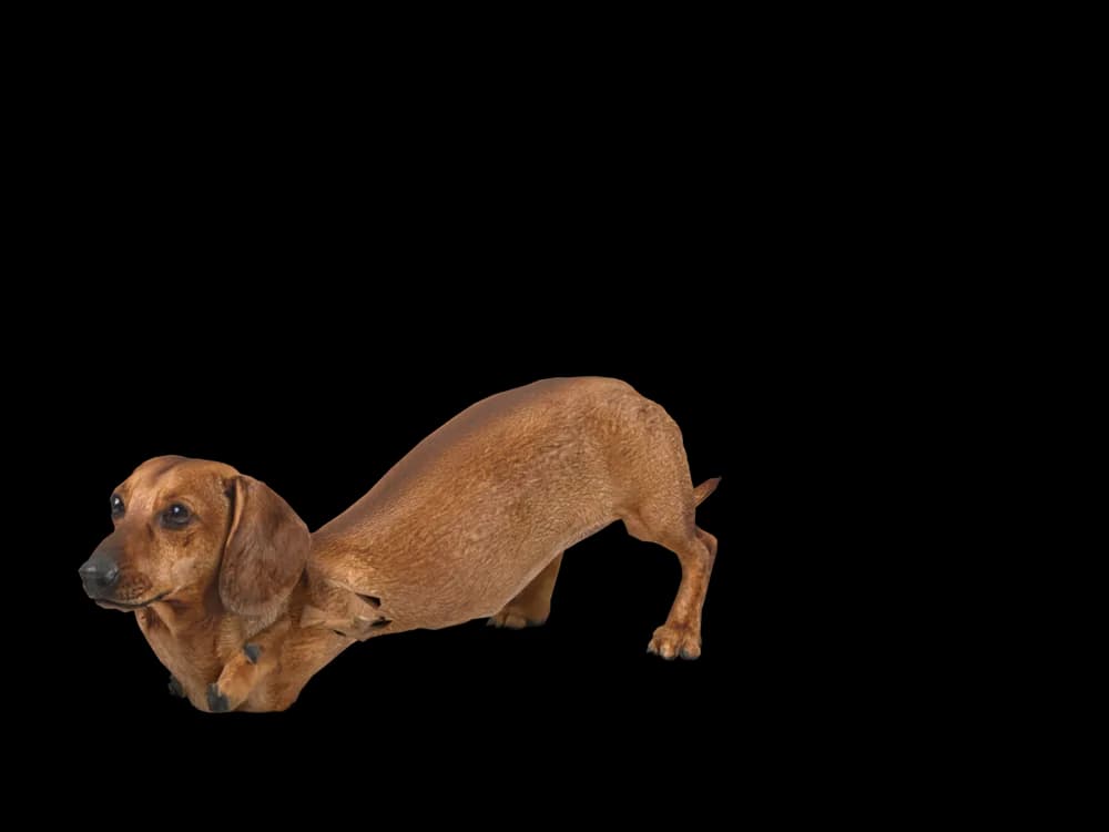 Our ready-made Dachshund, stretching, as a 3D desktop pet