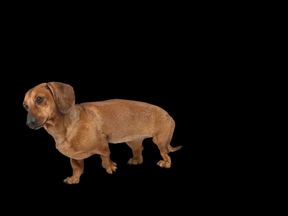 Our ready-made Dachshund as a 3D desktop pet