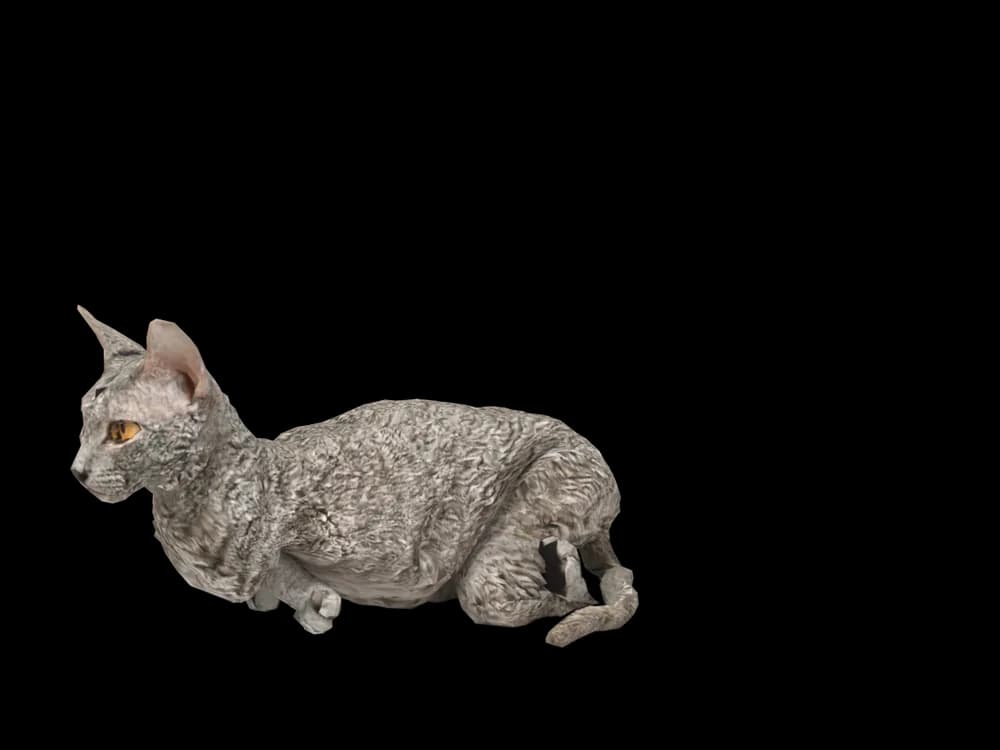 Our ready-made Devon Rex, lying down, as a 3D desktop pet