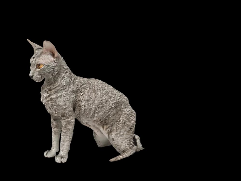 Our ready-made Devon Rex, sitting, as a 3D desktop pet