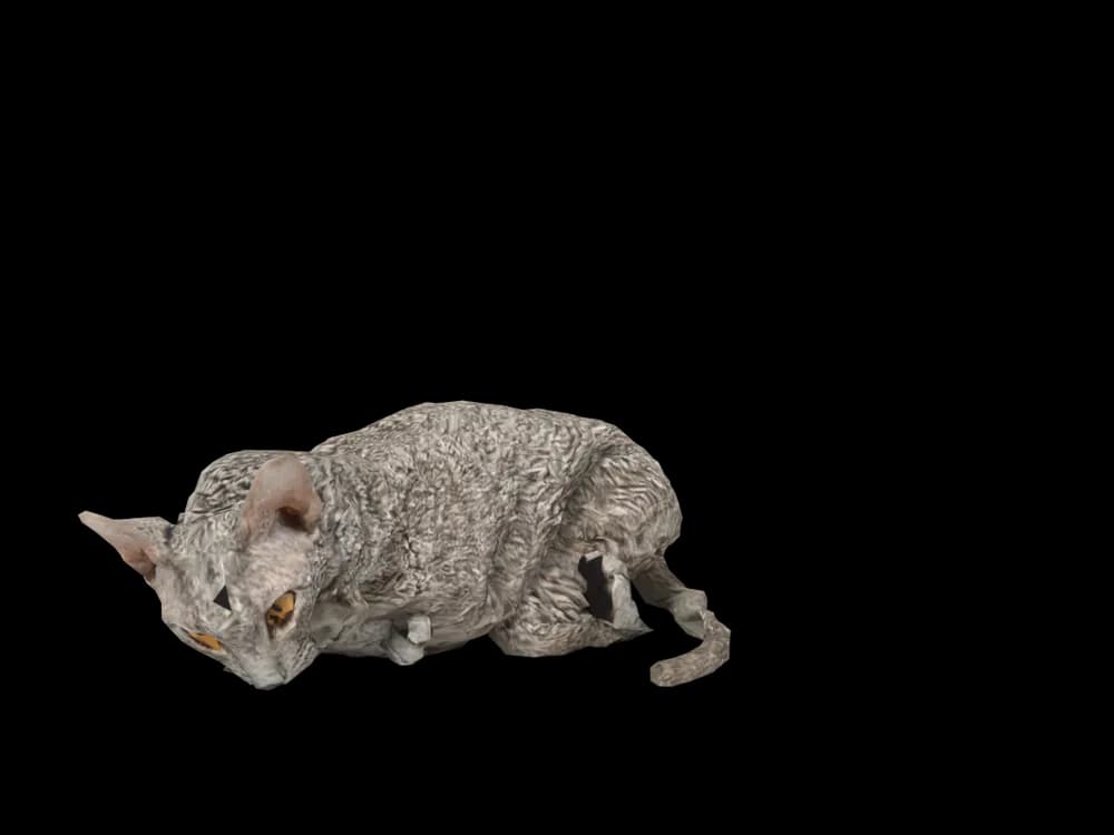 Our ready-made Devon Rex, sleeping, as a 3D desktop pet