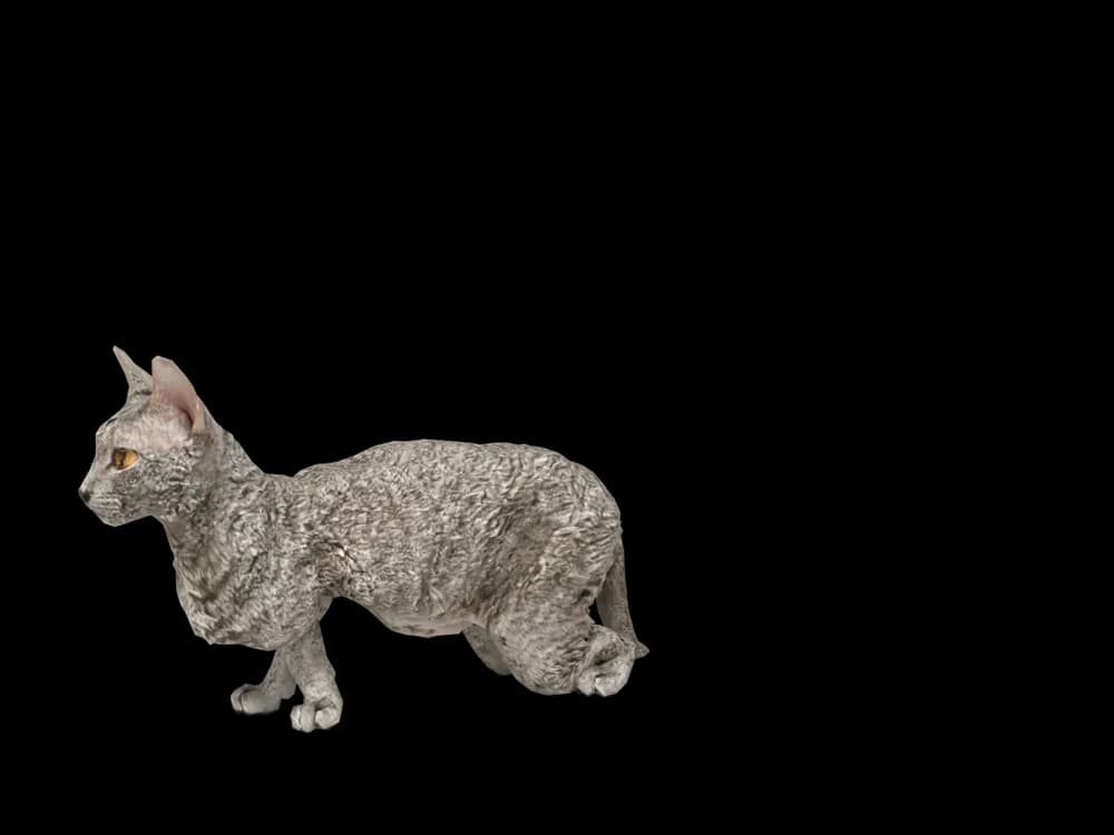Our ready-made Devon Rex, looking around, as a 3D desktop pet