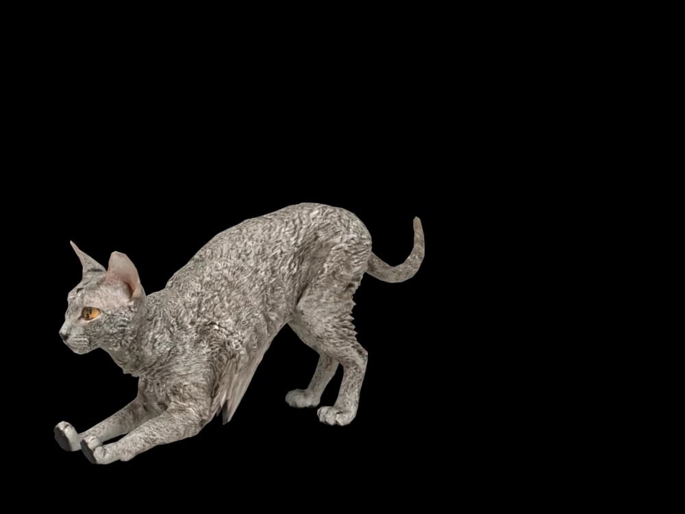 Our ready-made Devon Rex, stretching, as a 3D desktop pet