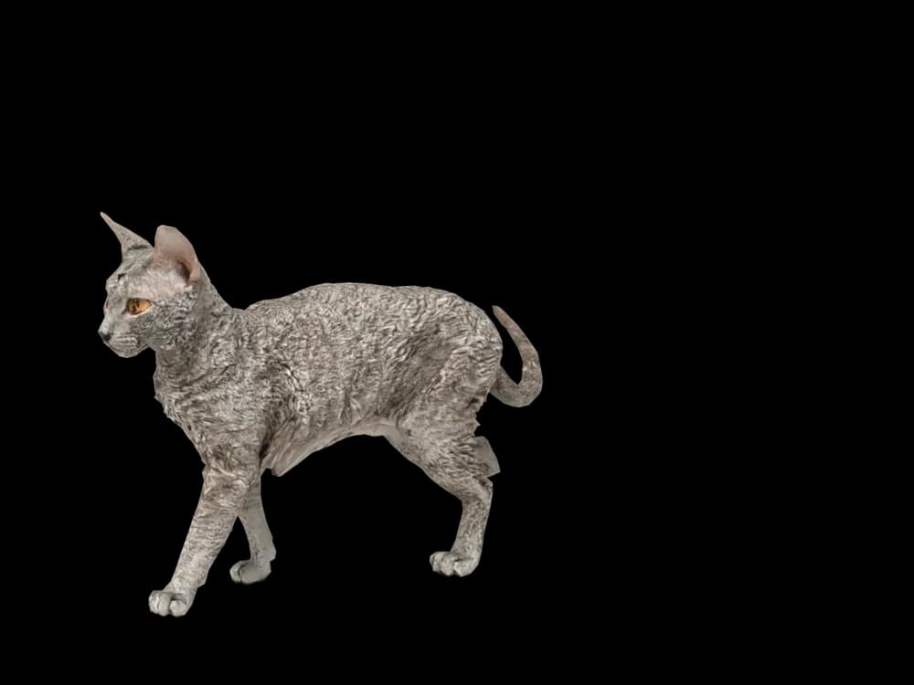 Our ready-made Devon Rex as a 3D desktop pet