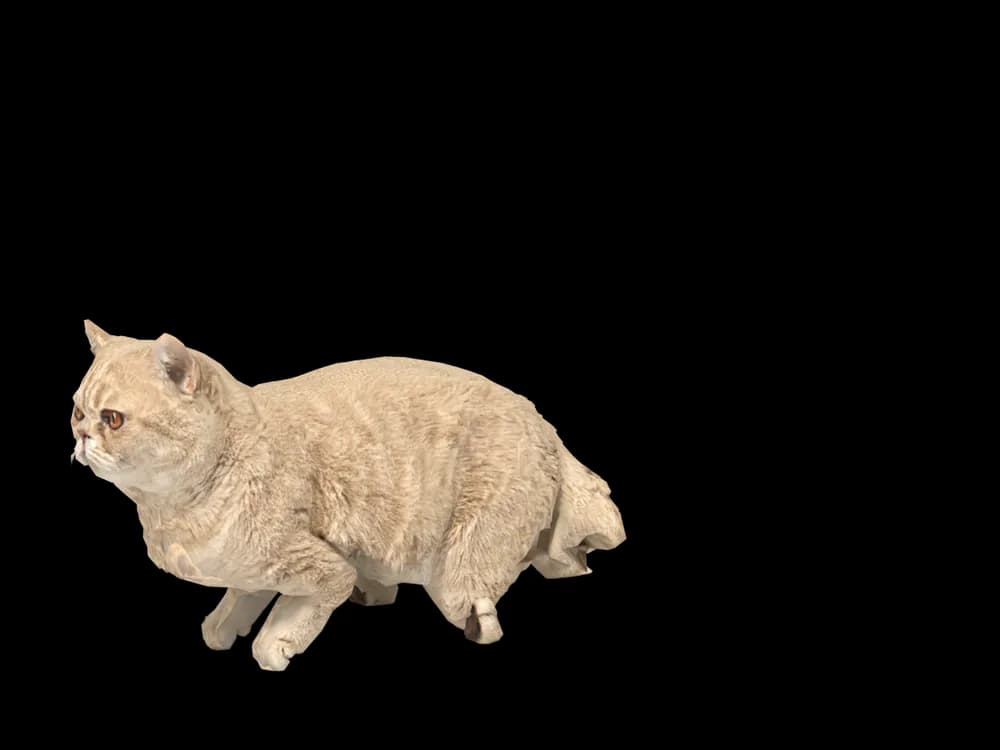 Our ready-made Exotic Shorthair, lying down, as a 3D desktop pet