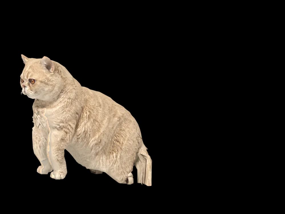 Our ready-made Exotic Shorthair, sitting, as a 3D desktop pet