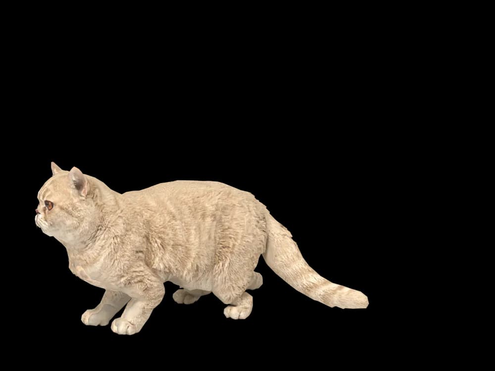 Our ready-made Exotic Shorthair, looking around, as a 3D desktop pet