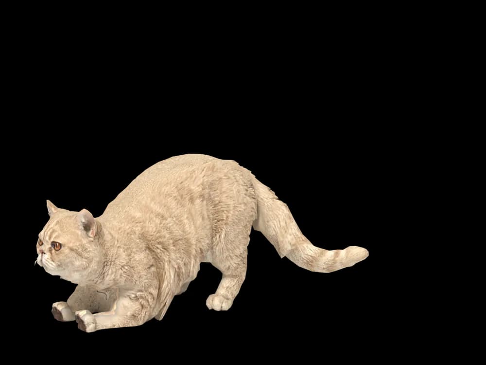 Our ready-made Exotic Shorthair, stretching, as a 3D desktop pet
