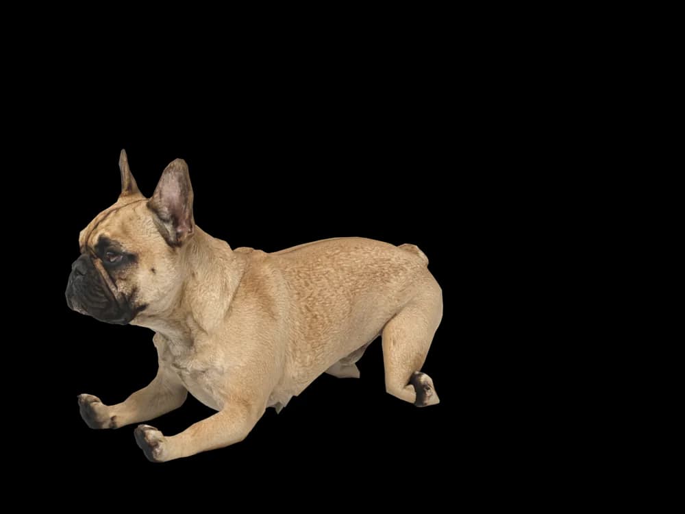 Our ready-made French Bulldog, lying down, as a 3D desktop pet