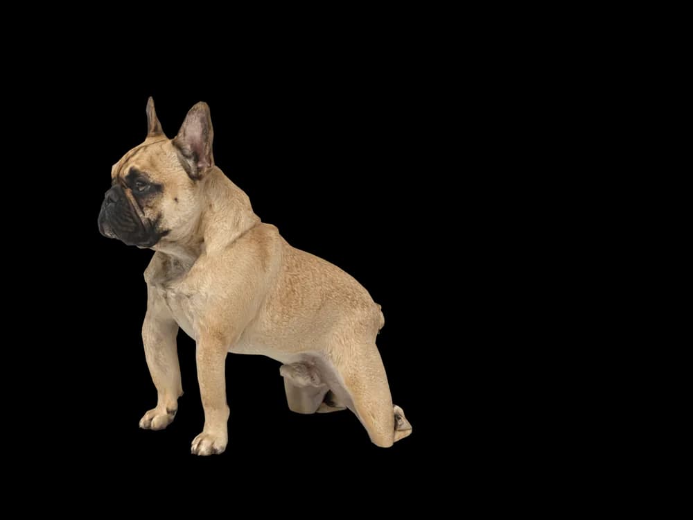 Our ready-made French Bulldog, sitting, as a 3D desktop pet