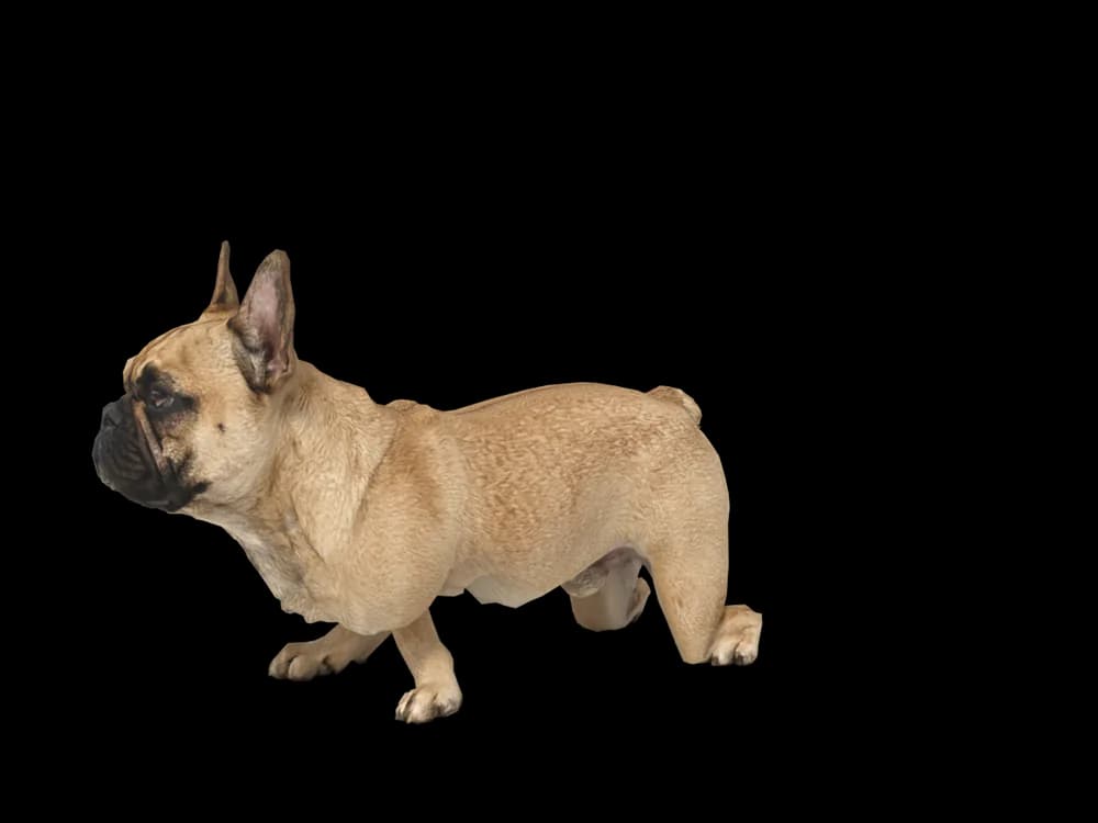 Our ready-made French Bulldog, looking around, as a 3D desktop pet