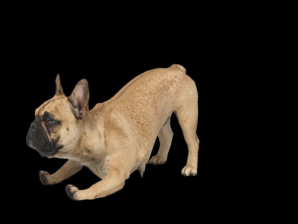 Our ready-made French Bulldog, stretching, as a 3D desktop pet