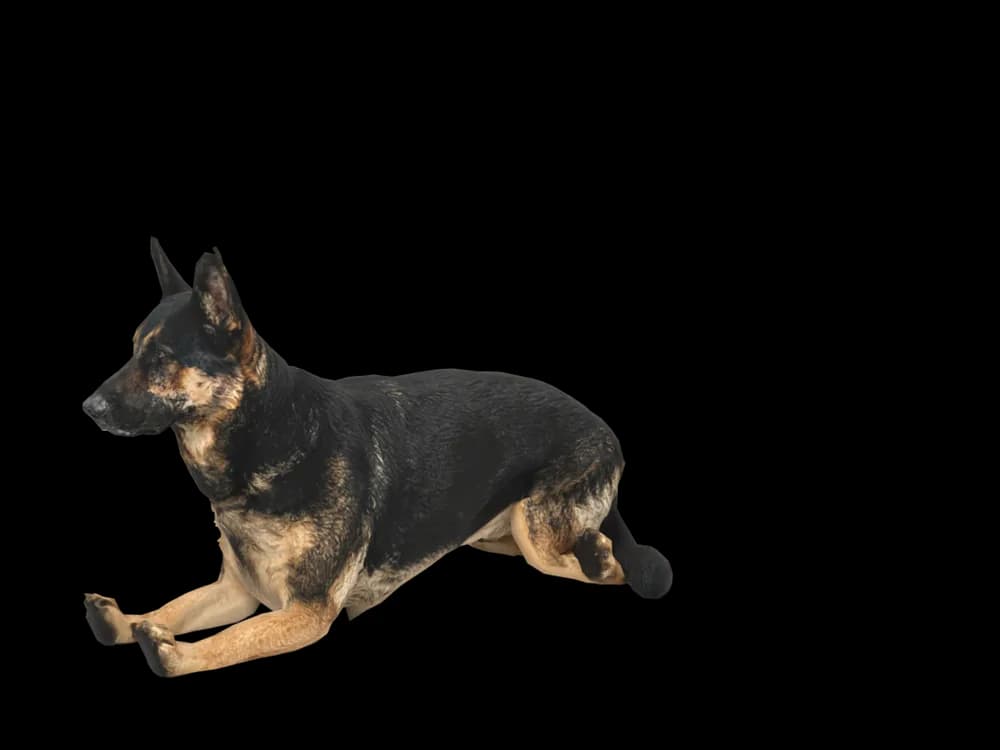 Our ready-made German Shepherd, lying down, as a 3D desktop pet