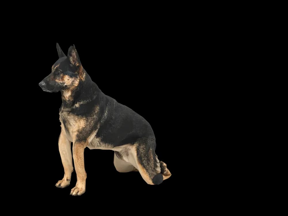 Our ready-made German Shepherd, sitting, as a 3D desktop pet