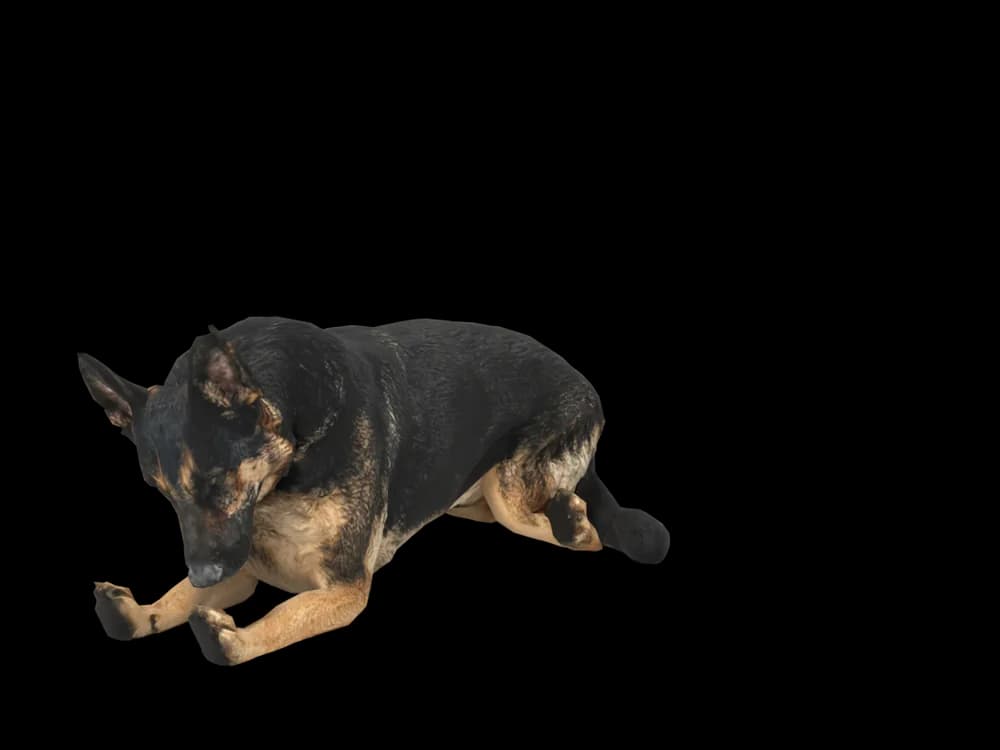 Our ready-made German Shepherd, sleeping, as a 3D desktop pet