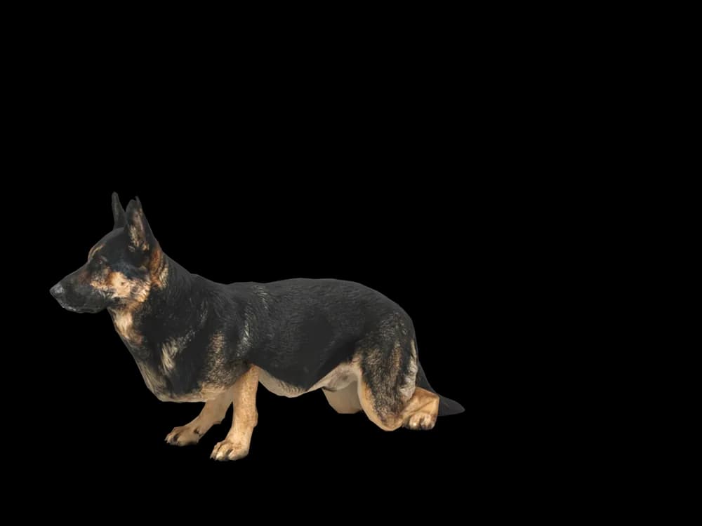 Our ready-made German Shepherd, looking around, as a 3D desktop pet