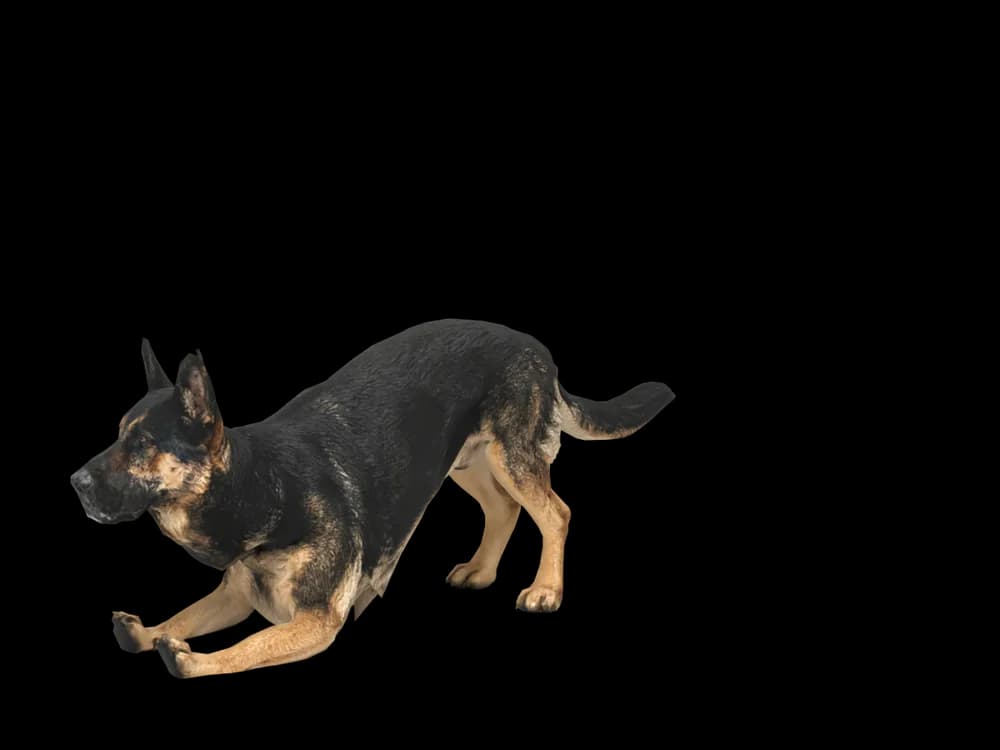 Our ready-made German Shepherd, stretching, as a 3D desktop pet