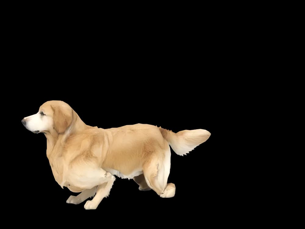 Our ready-made Golden Retriever, looking around, as a 3D desktop pet