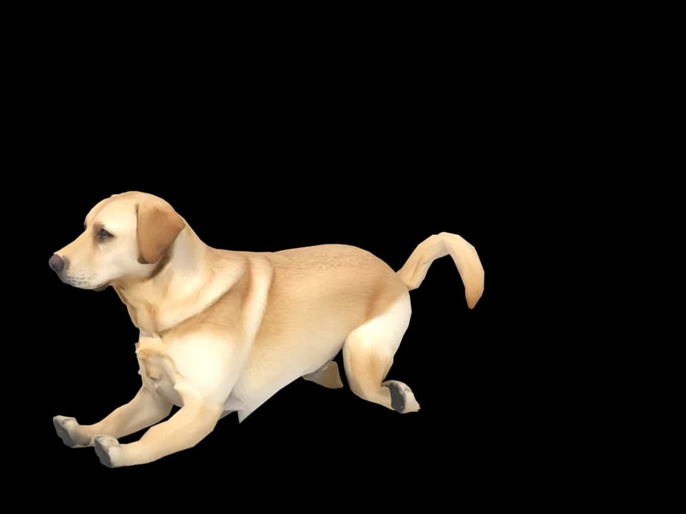 Our ready-made Labrador, lying down, as a 3D desktop pet