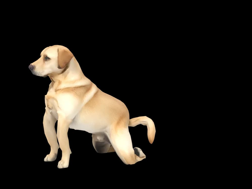 Our ready-made Labrador, sitting, as a 3D desktop pet