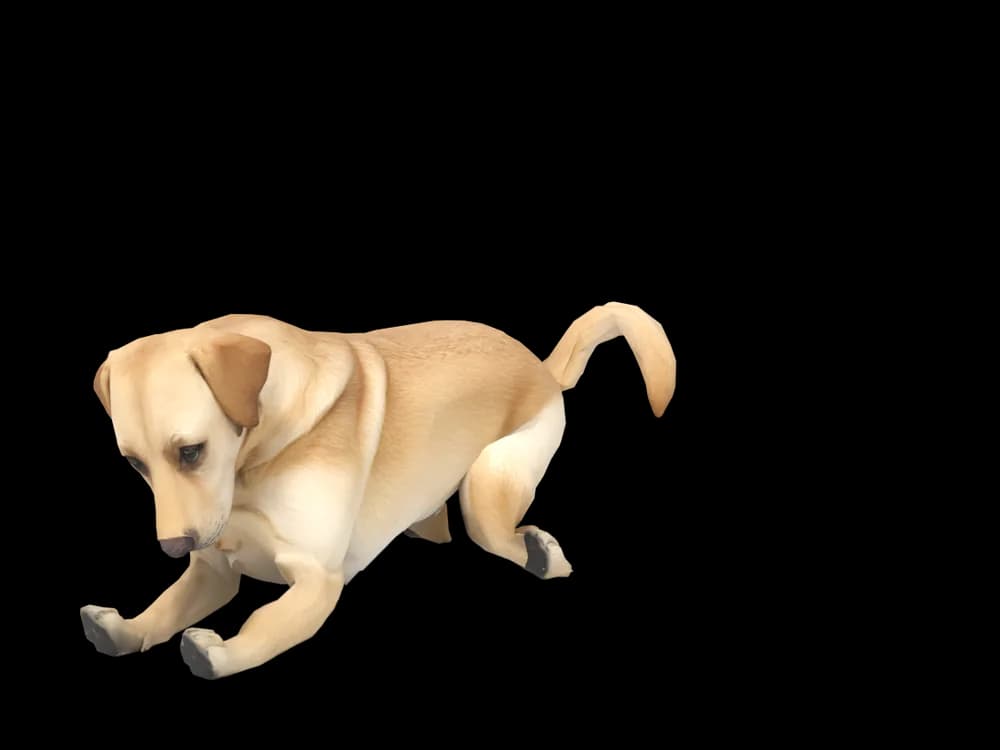 Our ready-made Labrador, sleeping, as a 3D desktop pet