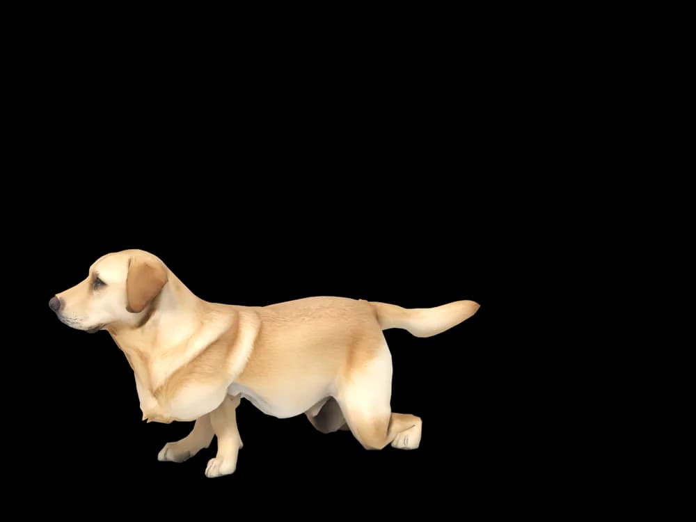 Our ready-made Labrador, looking around, as a 3D desktop pet