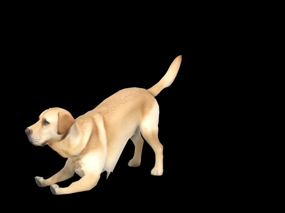 Our ready-made Labrador, stretching, as a 3D desktop pet