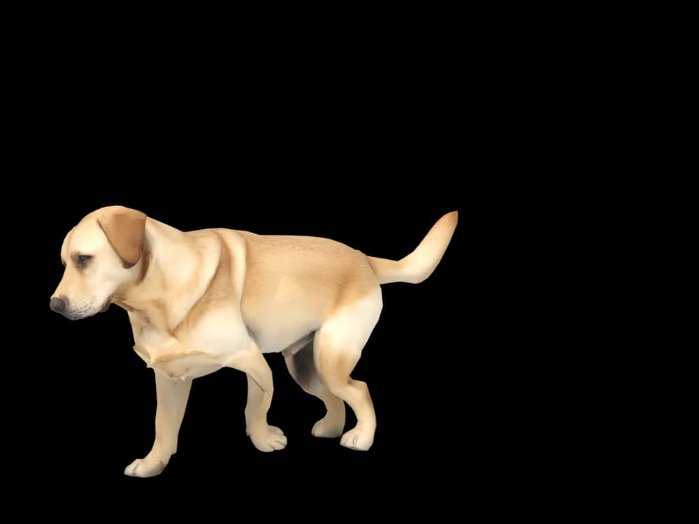 Our ready-made Labrador as a 3D desktop pet
