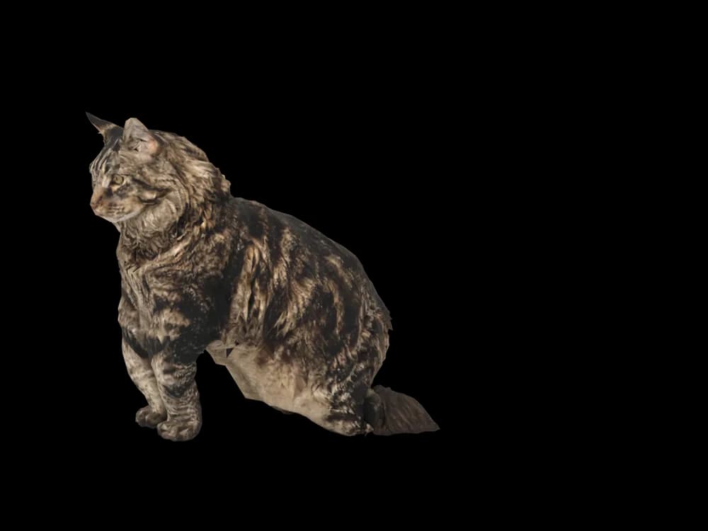 Our ready-made Maine Coon, sitting, as a 3D desktop pet