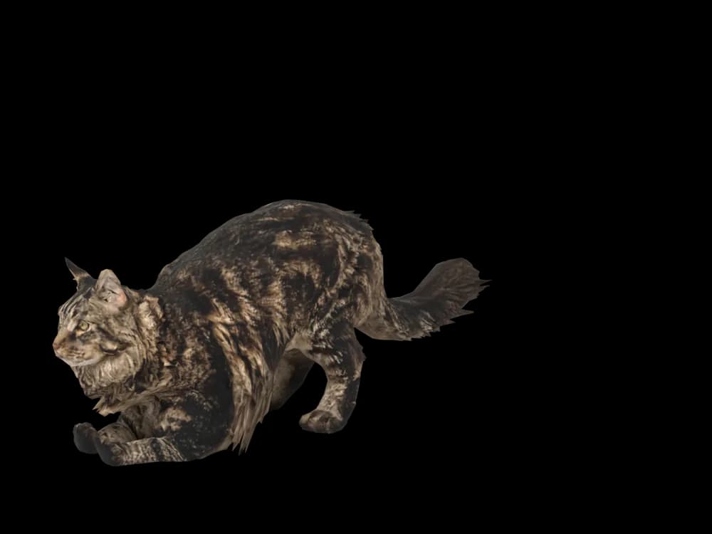 Our ready-made Maine Coon, stretching, as a 3D desktop pet