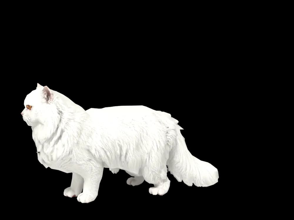 Our ready-made Persian, looking around, as a 3D desktop pet