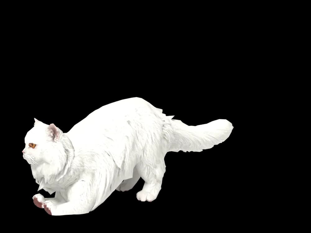 Our ready-made Persian, stretching, as a 3D desktop pet