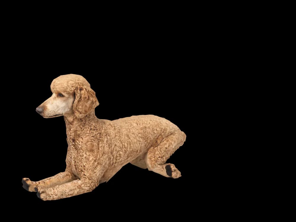 Our ready-made Poodle, lying down, as a 3D desktop pet
