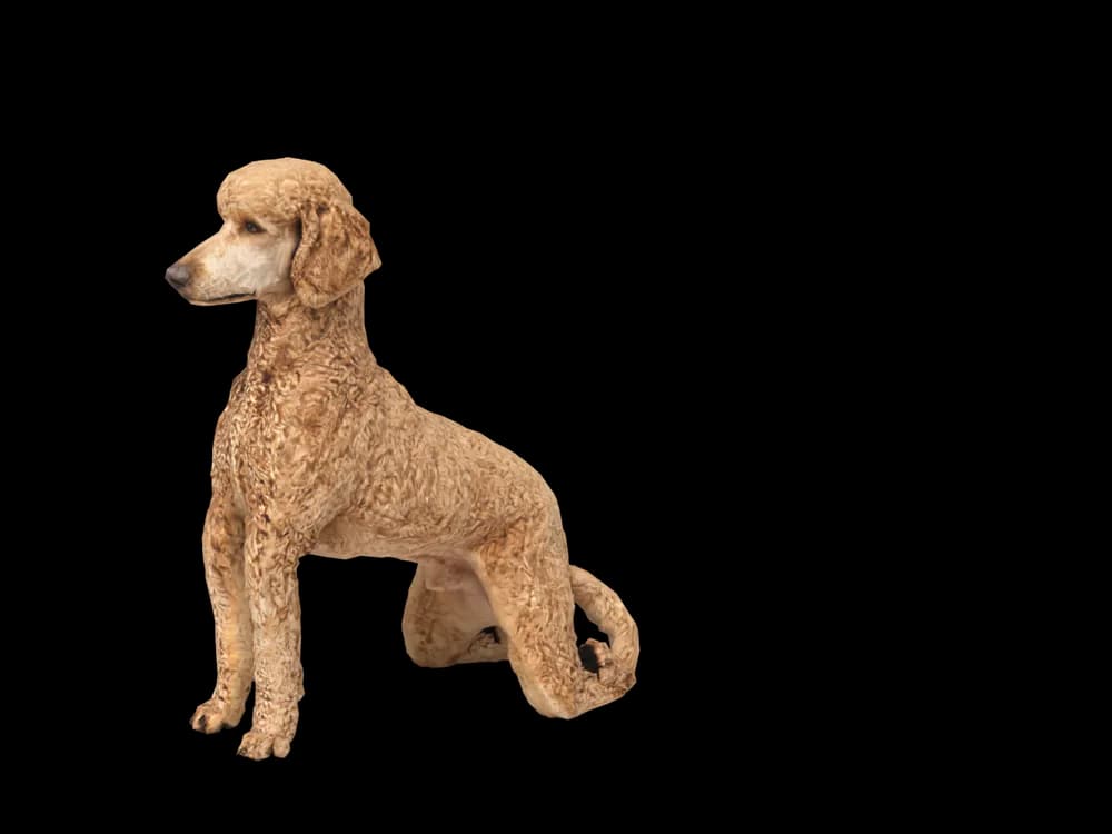 Our ready-made Poodle, sitting, as a 3D desktop pet
