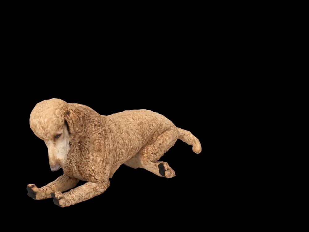 Our ready-made Poodle, sleeping, as a 3D desktop pet