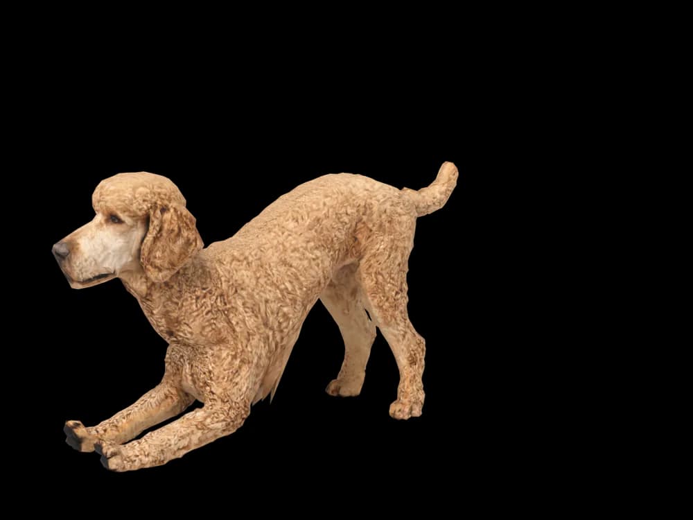 Our ready-made Poodle, stretching, as a 3D desktop pet