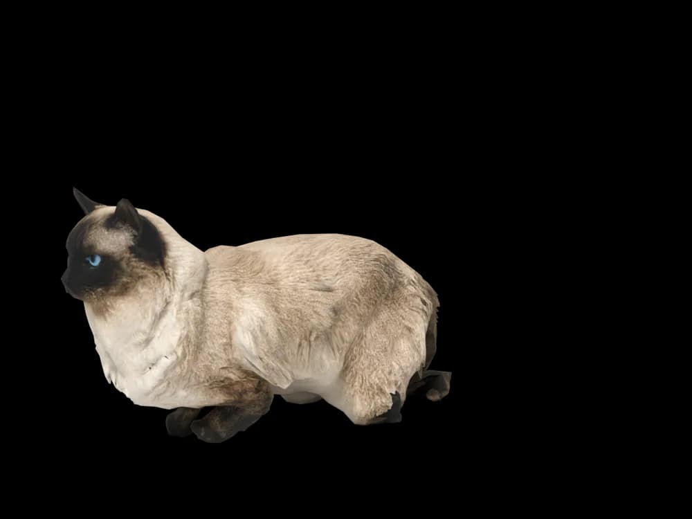 Our ready-made Ragdoll, lying down, as a 3D desktop pet