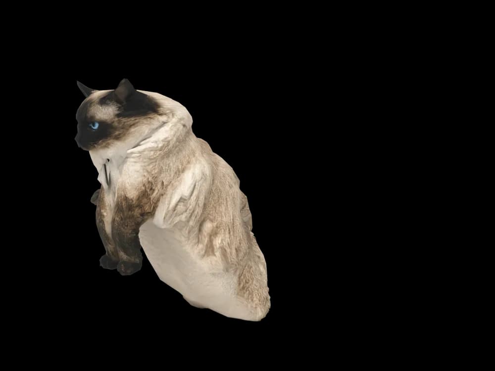 Our ready-made Ragdoll, sitting, as a 3D desktop pet