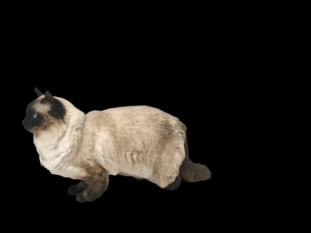 Our ready-made Ragdoll, looking around, as a 3D desktop pet