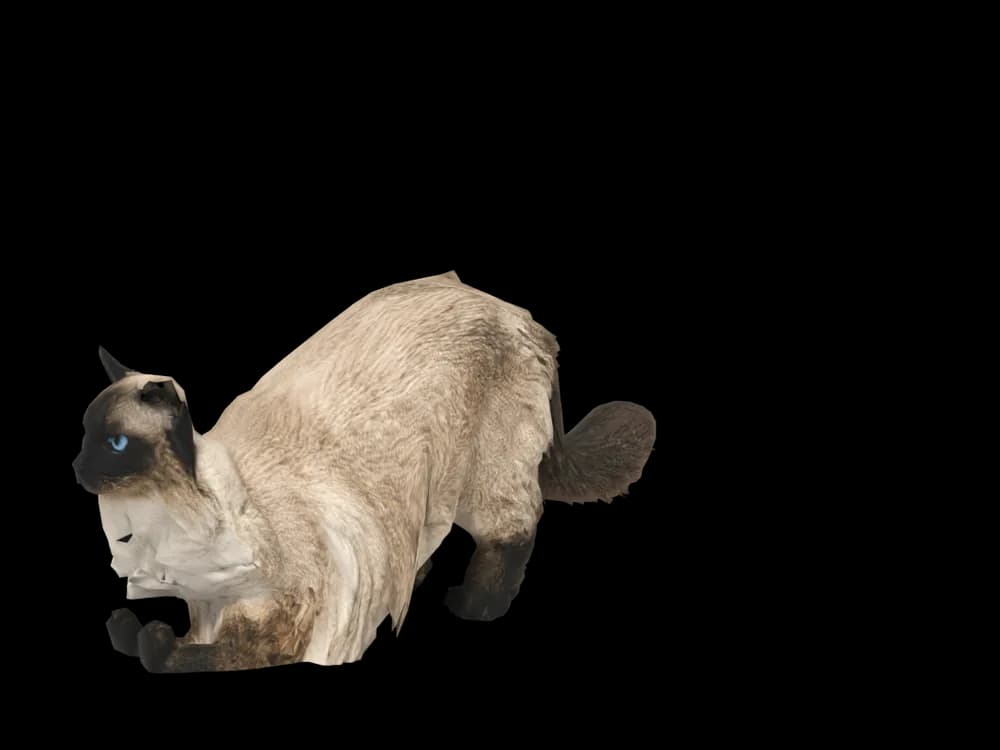 Our ready-made Ragdoll, stretching, as a 3D desktop pet