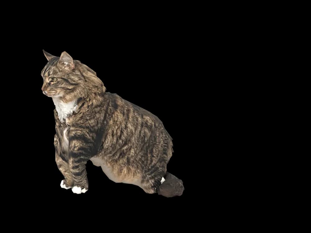 Our ready-made Siberian, sitting, as a 3D desktop pet