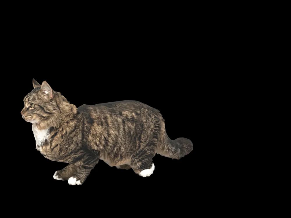 Our ready-made Siberian, looking around, as a 3D desktop pet