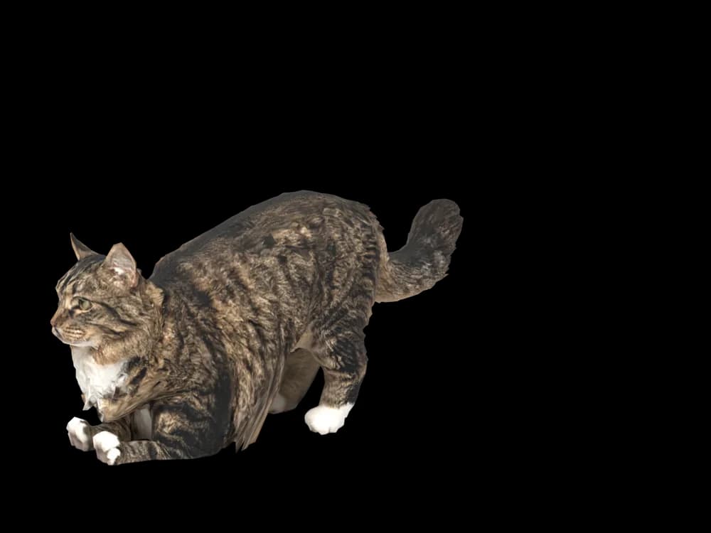 Our ready-made Siberian, stretching, as a 3D desktop pet