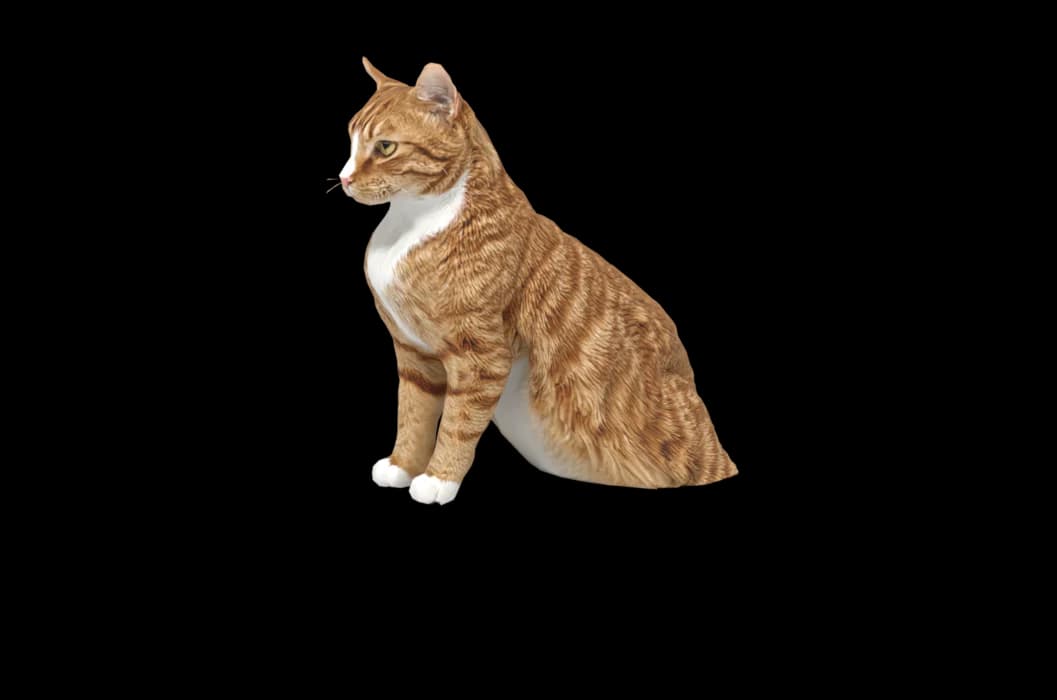A 3D cat sitting quietly on a Mac desktop