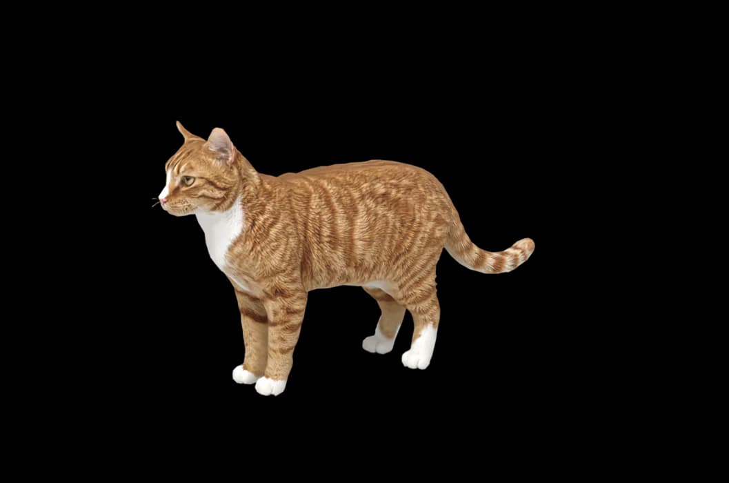 Biscuit the ginger tabby rebuilt as a 3D desktop pet