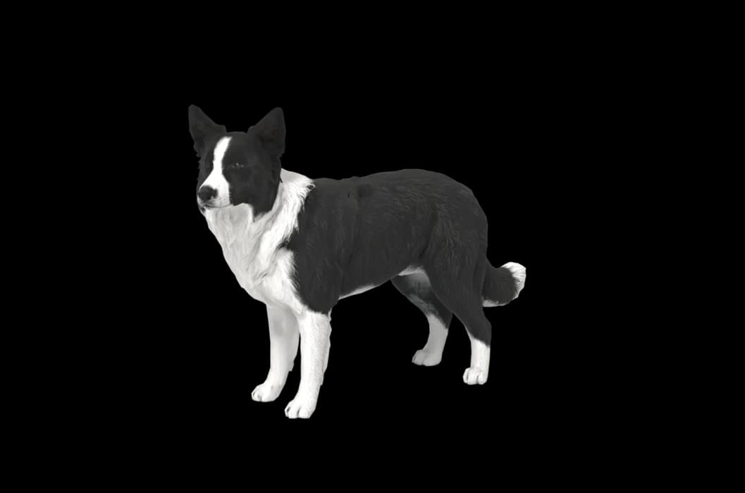 A 3D black and white dog with pricked ears looking sideways, shown as a sample rather than a German shepherd